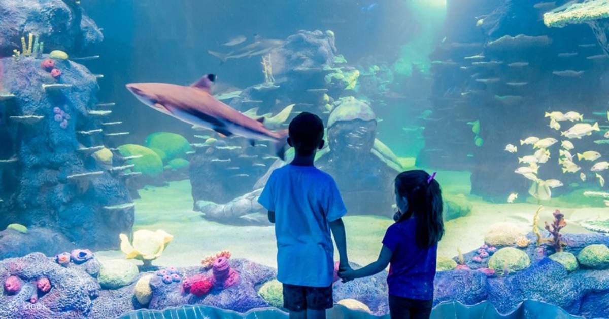 Sydney Sea Life Aquarium Discount Entry (Bar Code Direct Entry) Klook